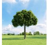 Катальпа бигнониевидная (Catalpa bignonioides) С2